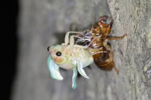 Thumbnail of post image 165